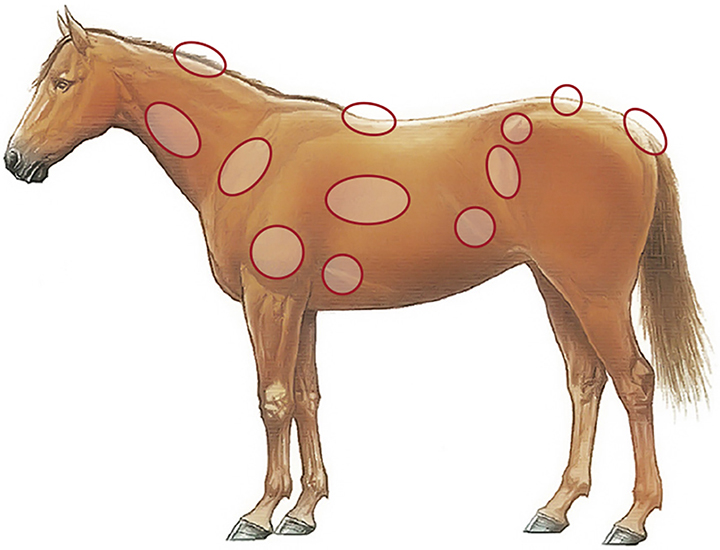 Um den Body Condition Score beim Pferd zu ermitteln, werden diese Körperregionen beurteilt